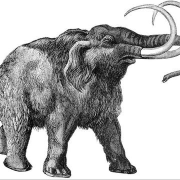Tetování Mamut