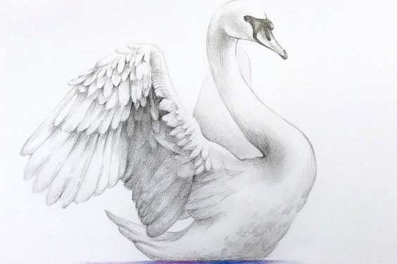 Tetování Labuť