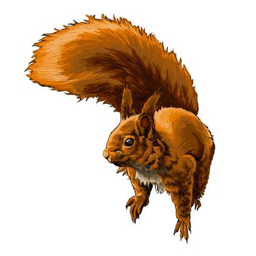Tetování veverka