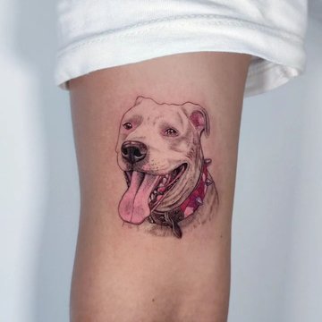 Tetování pitbull